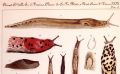 Limax genei